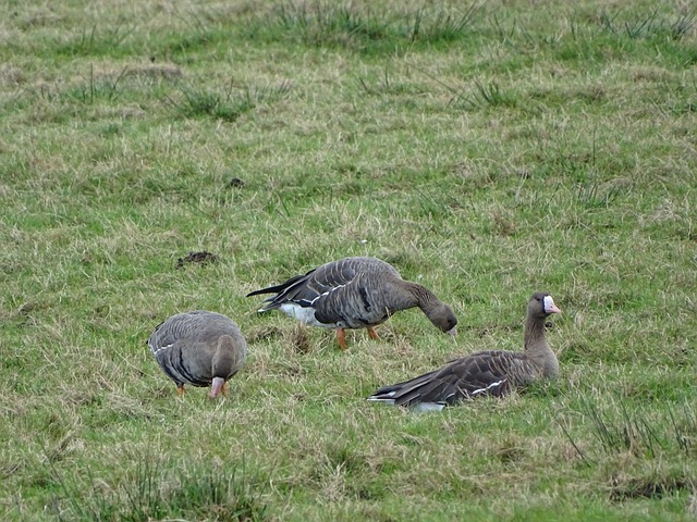 林诗栋小组 林诗栋小组